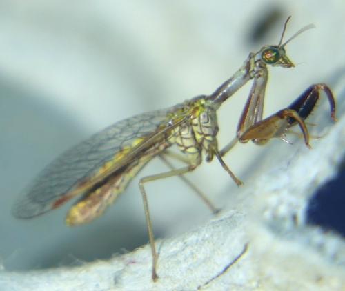 Mantispa styriaca